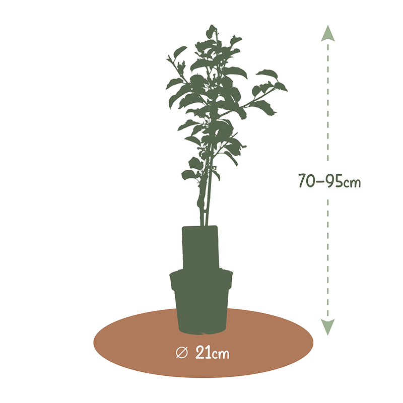 Fruitboom 95 cm - Afbeelding 10